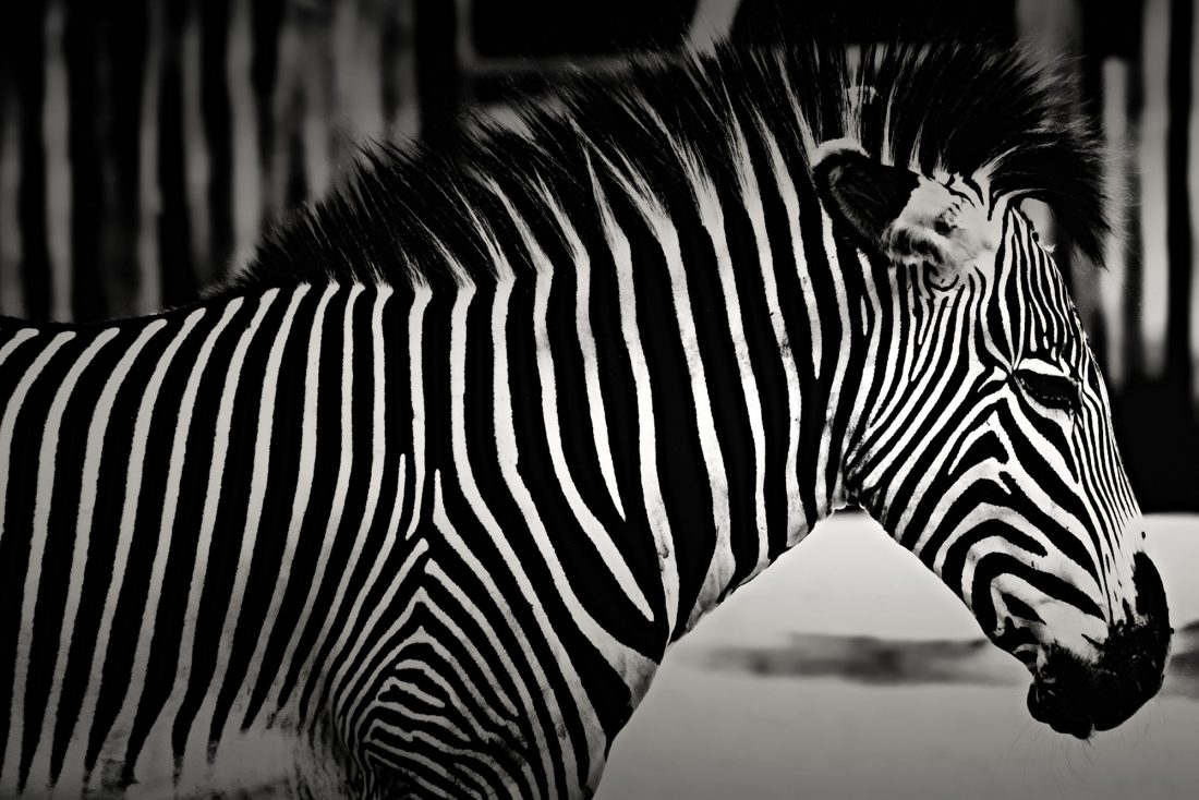 Free photo of Zebra