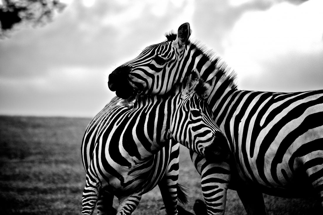 Free photo of Zebra Mother and Child