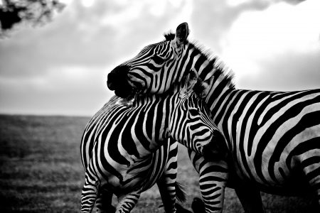 Zebra Mother and Child Free Stock Photo