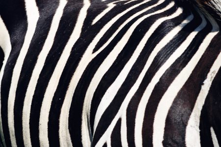 Zebra Stripes Free Stock Photo