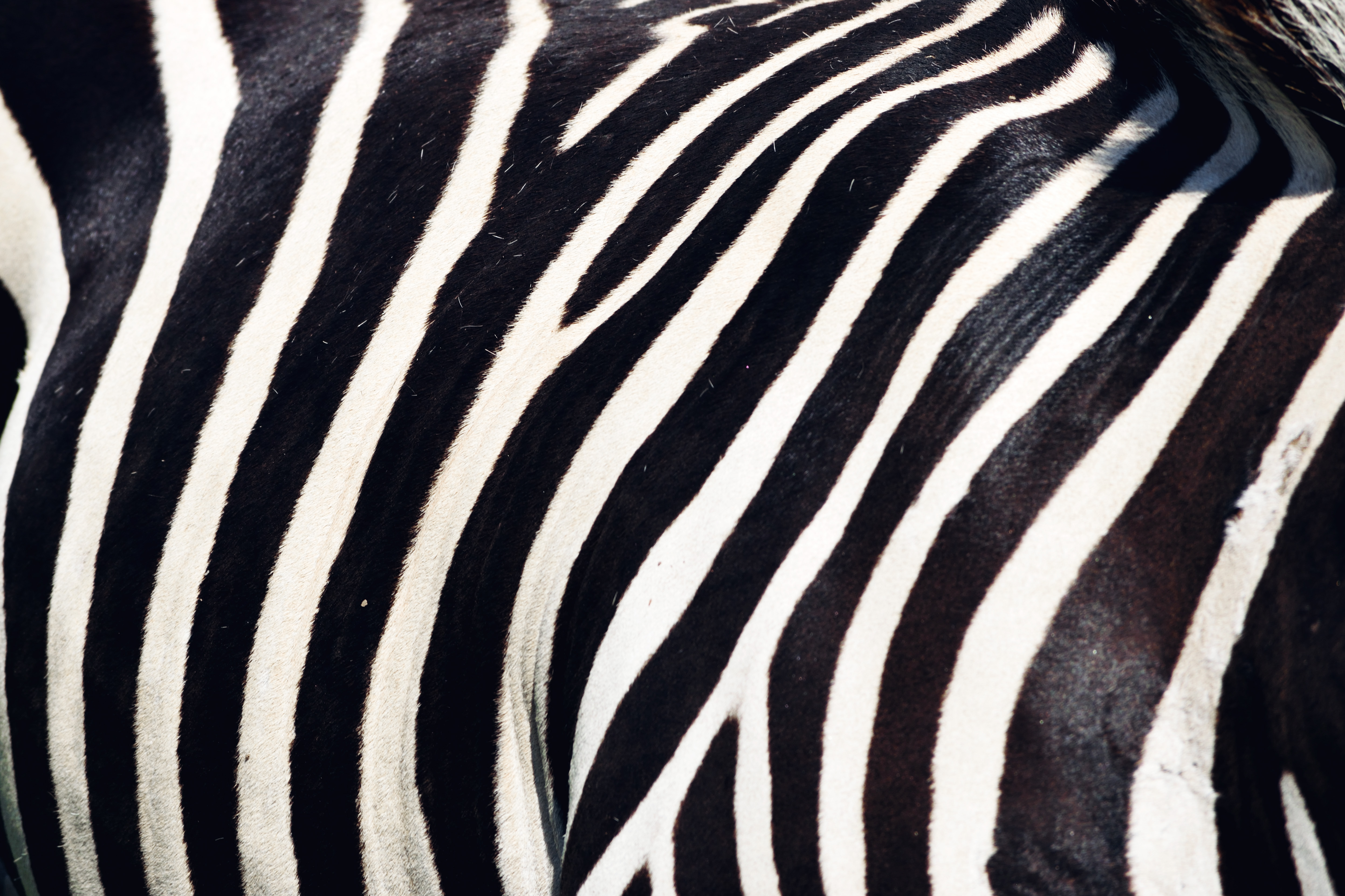 Download Zebra Stripes Royalty Free Stock Photo And Image