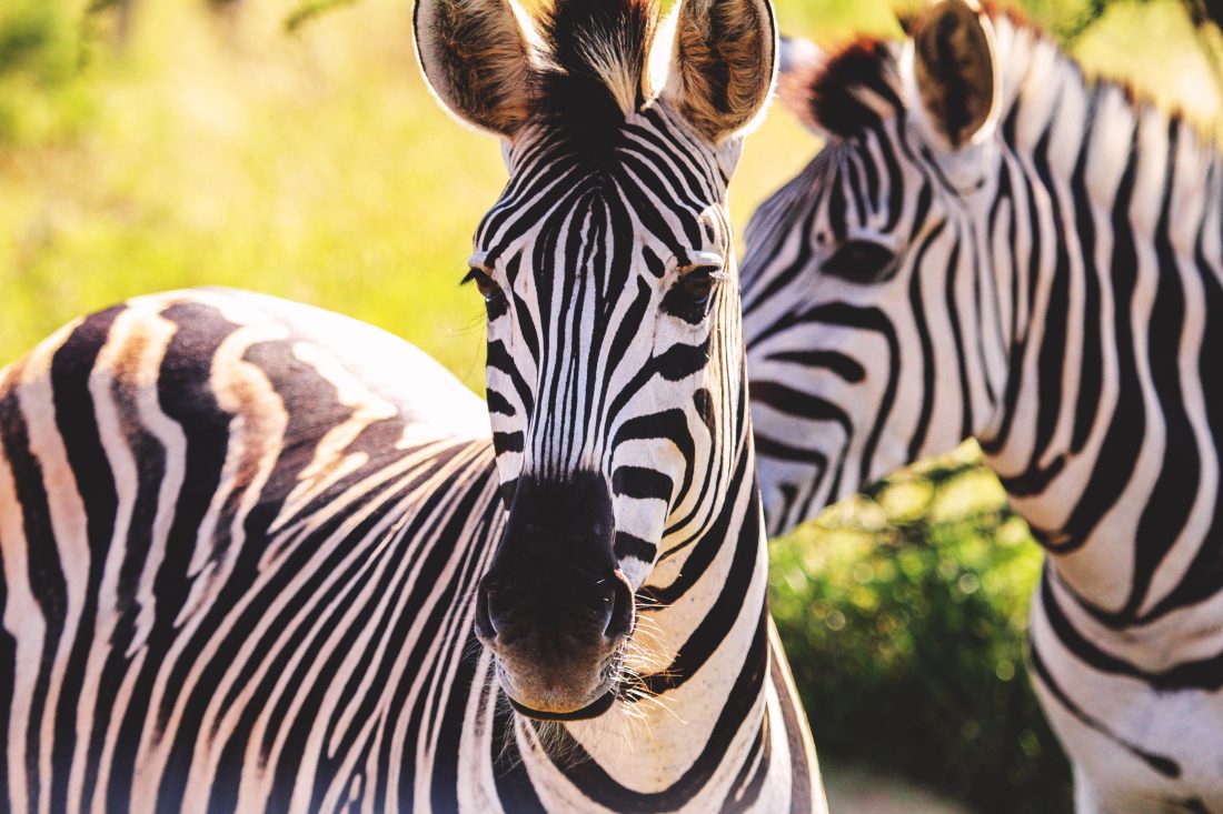 Free photo of Zebras