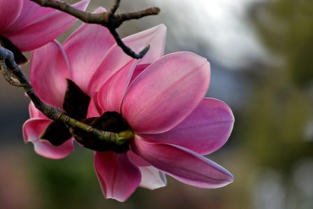Beautiful Pink Flower Free Stock Photo