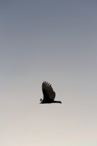 Bird Flying in a Clear Sky Free Stock Photo