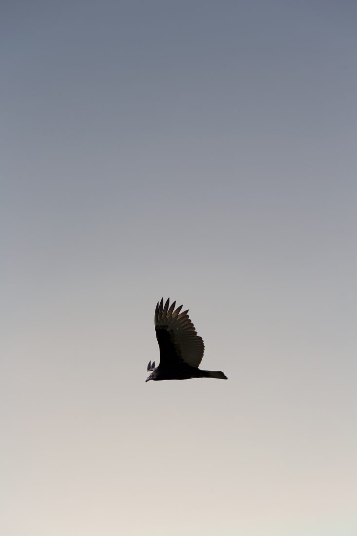 Free photo of Bird Flying in a Clear Sky