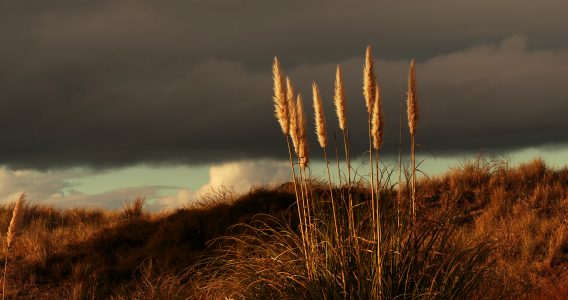 Grass and a Dark Sky Free Stock Photo