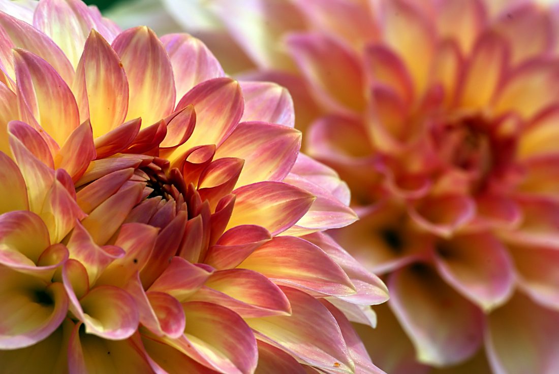 Free photo of Flower Bloom Close Up