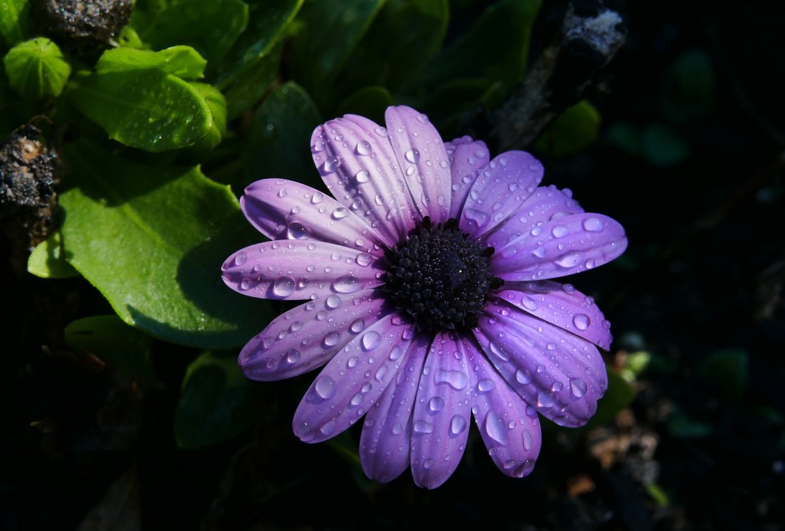 Free photo of Rain Flower Drops