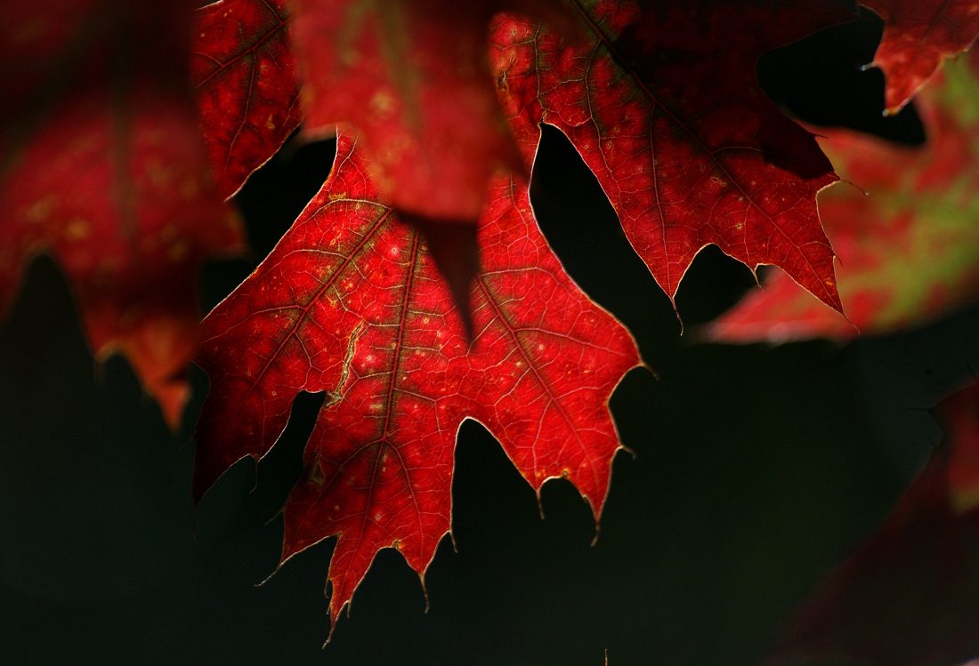 Free photo of Red Autumn Leaves