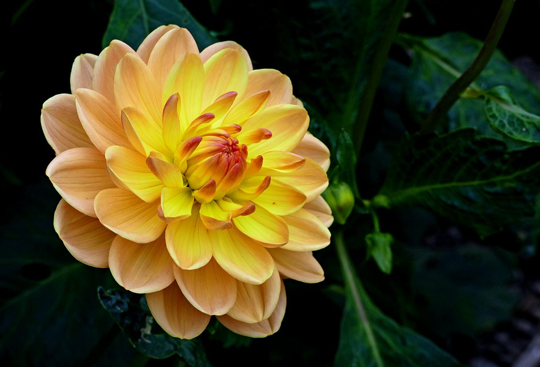 Free photo of Yellow Flower Bloom