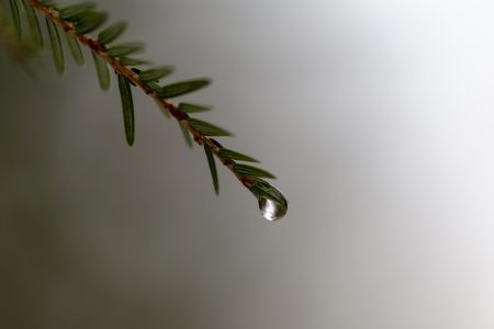 Pine Tree Rain Free Stock Photo