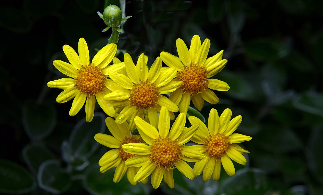 Free photo of Vibrant Yellow Flowers
