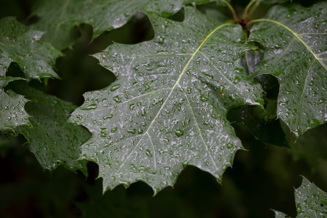 Free photo of Rain Droplets on Leaves