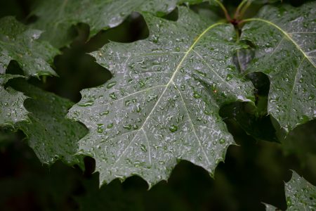 Rain Droplets on Leaves