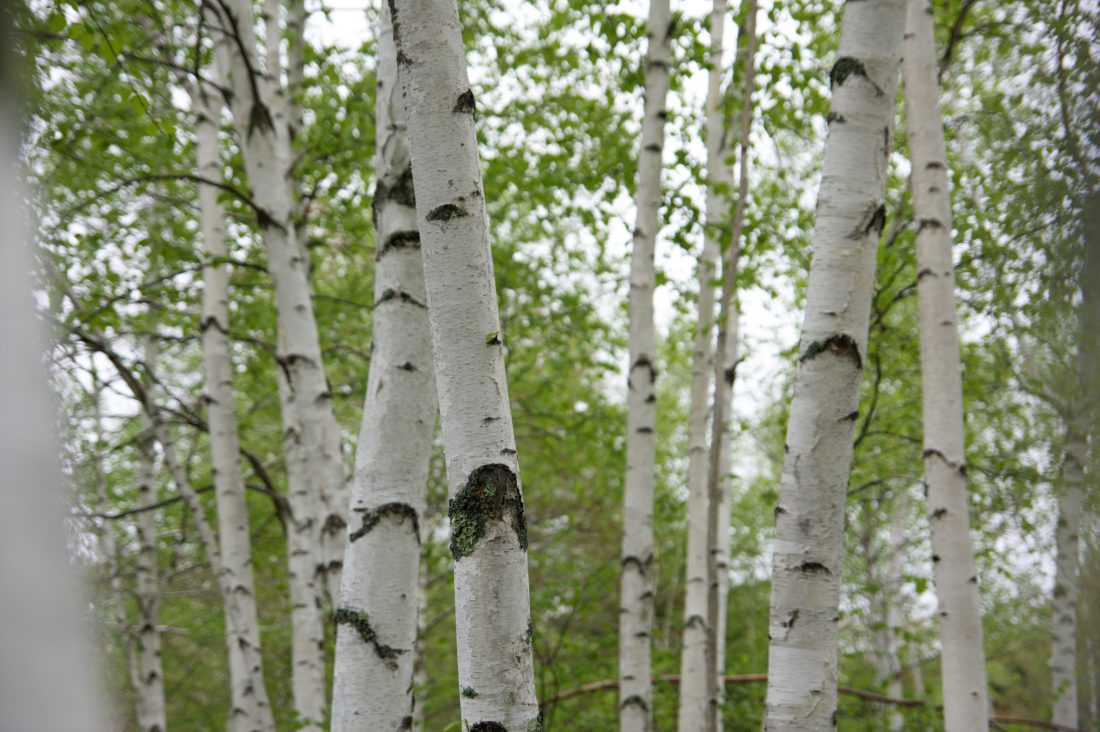 Free photo of Birch Tree Forest