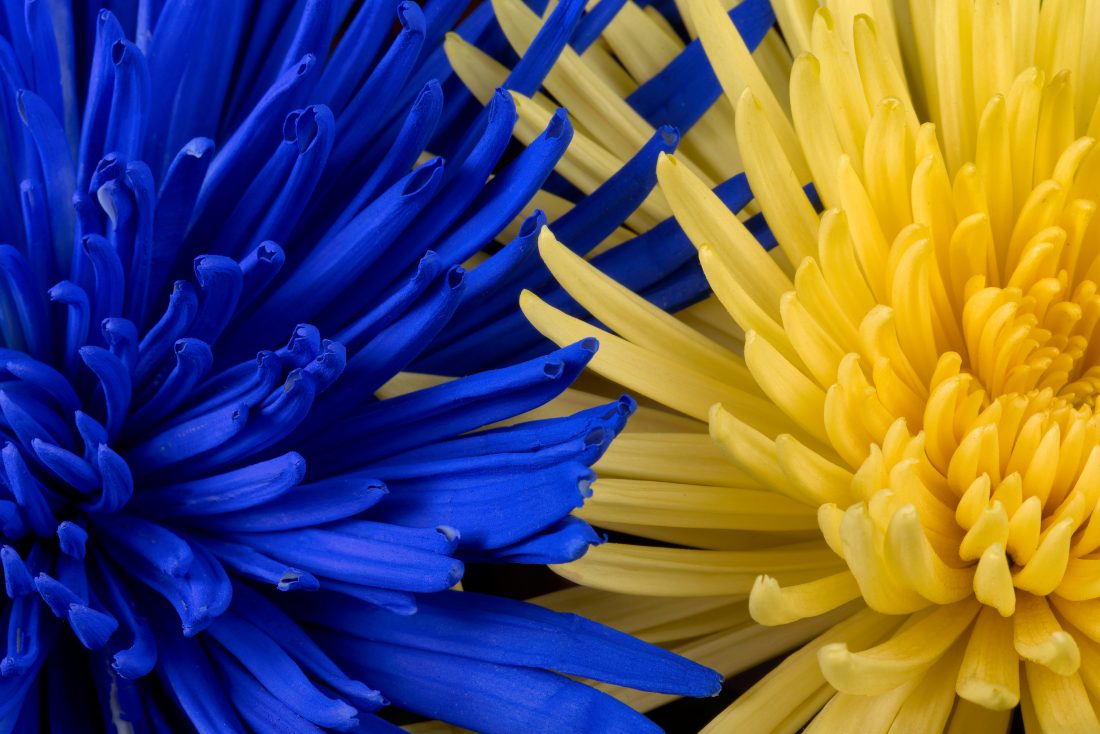 Free photo of Blue Yellow Flowers