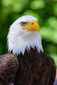 Bald Eagle Close Up Free Stock Photo