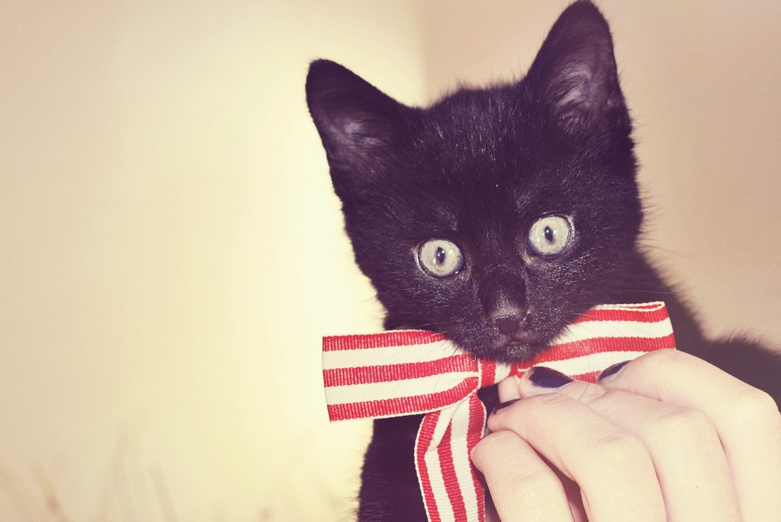 Free photo of Cat Wearing Bow