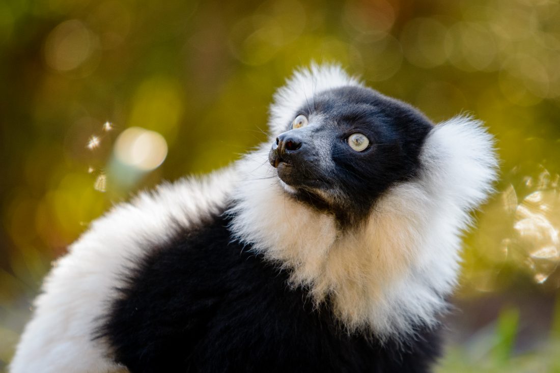 Free photo of Lemur Looking Up