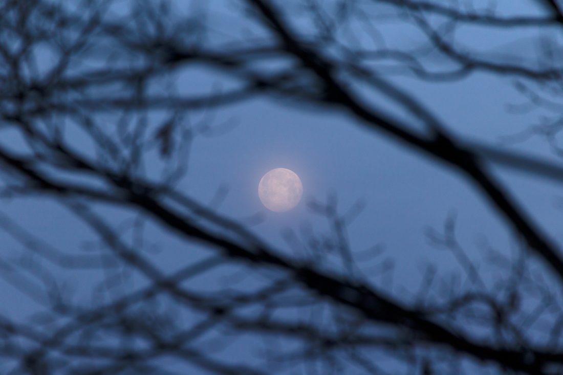 Free photo of Moon Through Trees