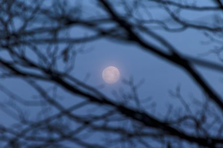 Moon Through Trees Free Stock Photo