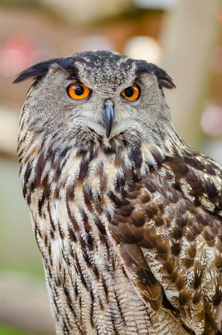 Free photo of Owl Close Up