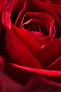 Red Rose Close Up Free Stock Photo