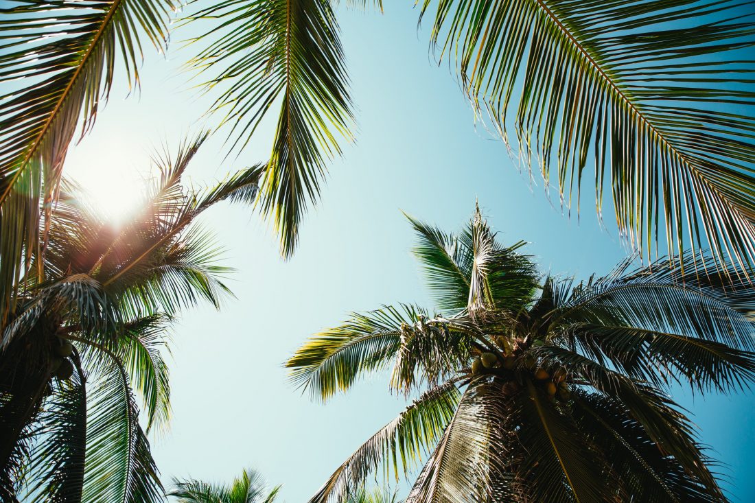 Free photo of Palm Trees Sunlight