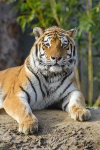 Tiger Staring Free Stock Photo