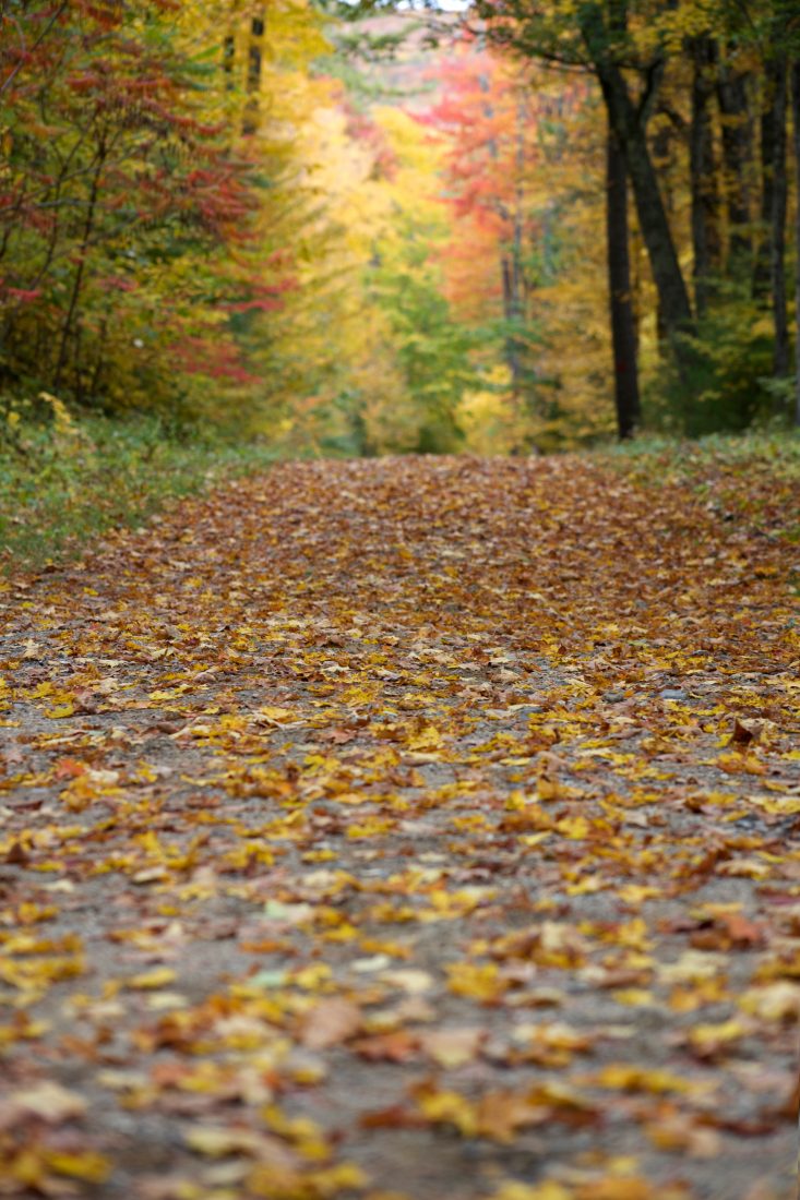 Free photo of Autumn Hiking Path