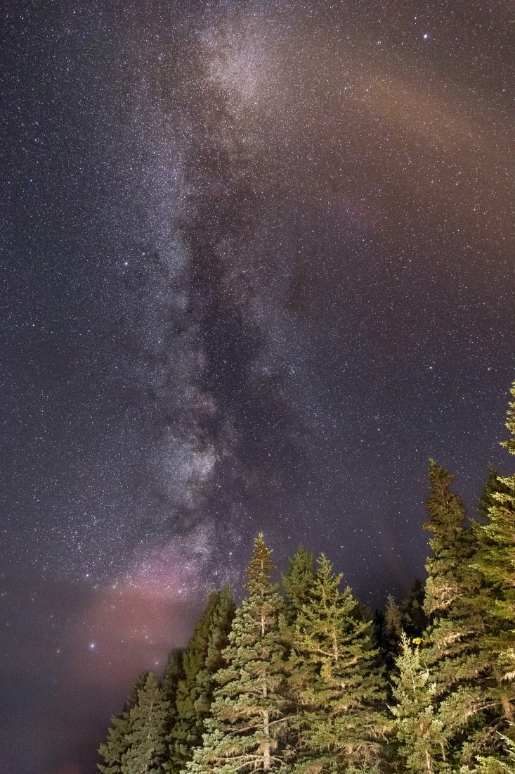 Free photo of Milky Way Forest