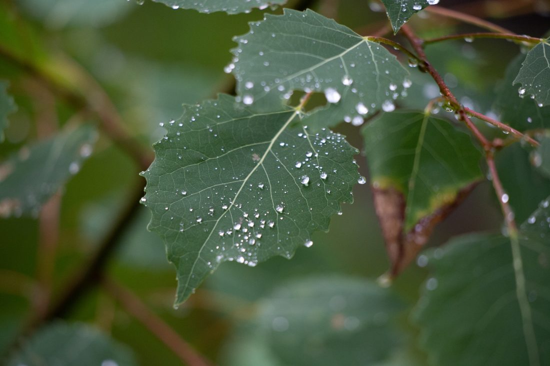Free photo of Wet Leaf Droplets