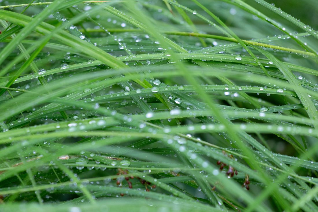 Free photo of Wet Grass