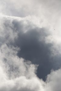 Bird Flying into Clouds Free Stock Photo