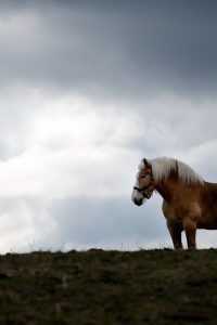 Horse Pasture Free Stock Photo