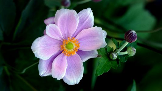 Beautiful Flower Macro Free Stock Photo