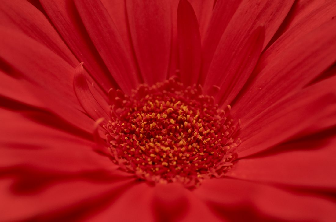 Free photo of Red Flower Macro