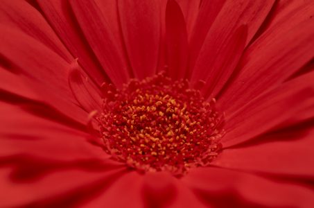 Red Flower Macro Free Stock Photo