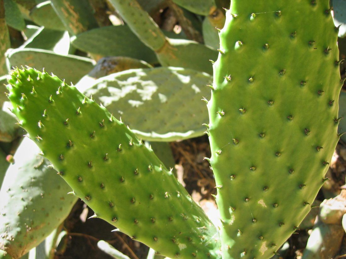Free photo of Cactus Closeup