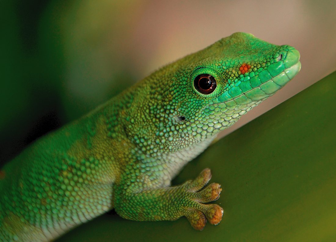 Free photo of Green Gecko