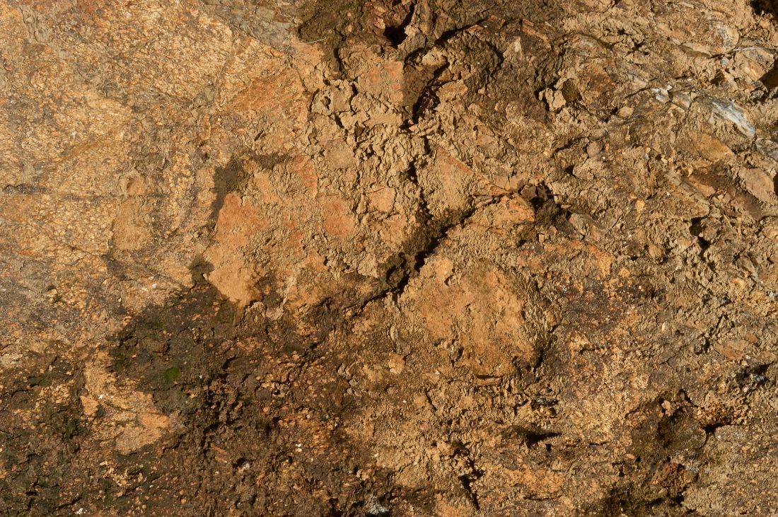 Free photo of Dirt Background