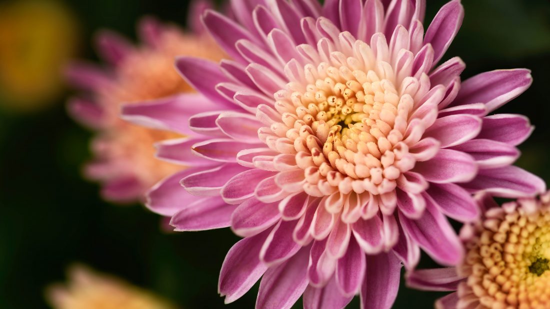Free photo of Macro Pink Flower
