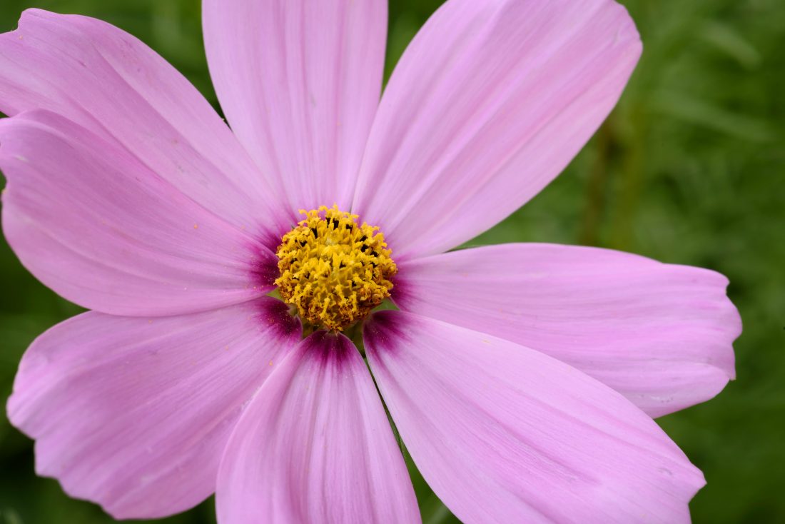Free photo of Pink Flower Macro