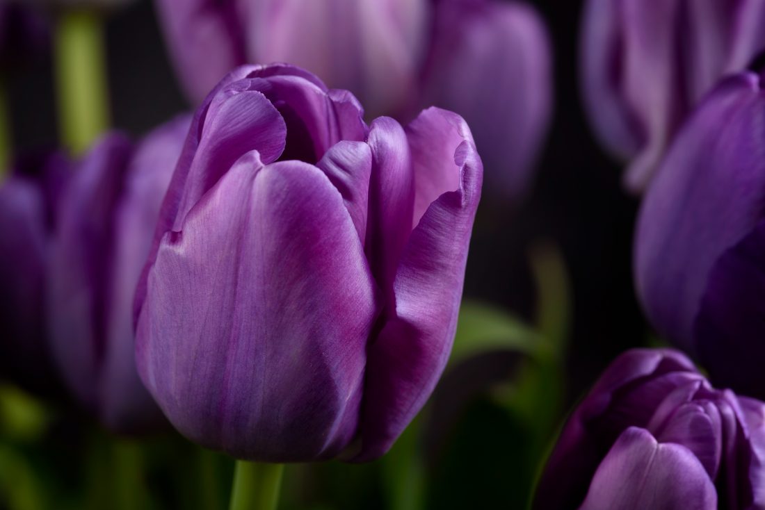 Free photo of Purple Flowers Close Up