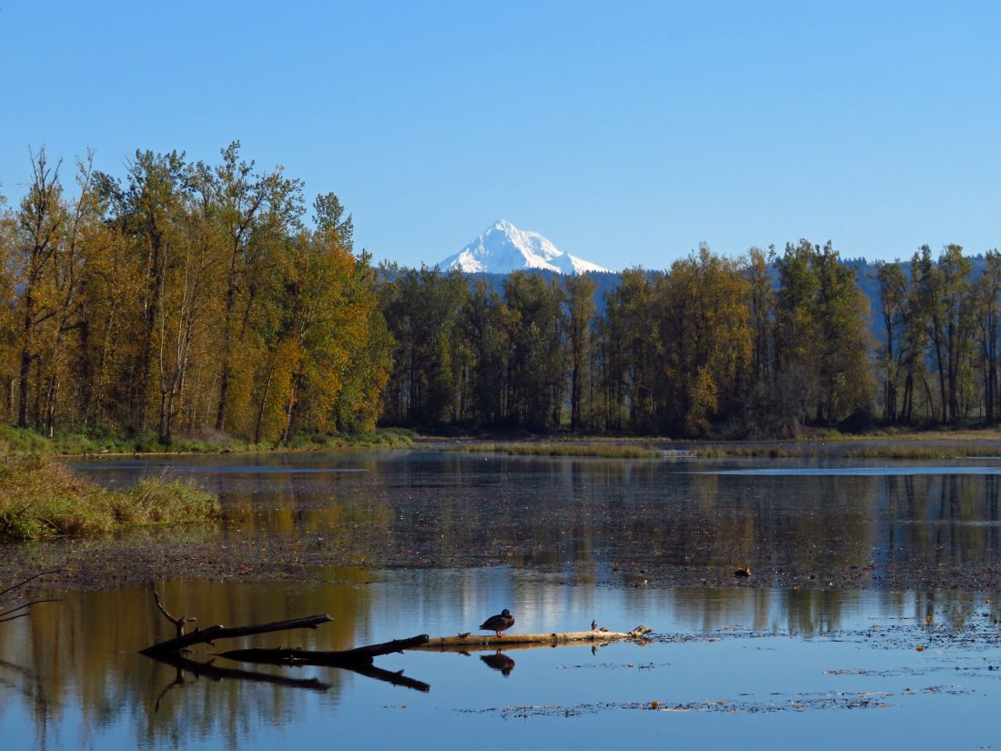 Free photo of Lake bird and mountain