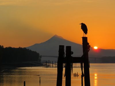 Bird Sunset Water Free Stock Photo
