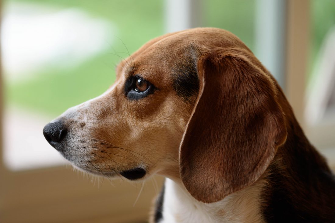 Free photo of Beagle Closeup