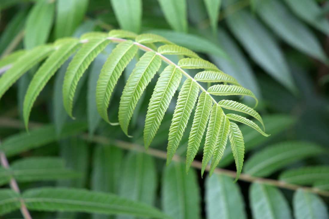 Free photo of Green Plant Leaves
