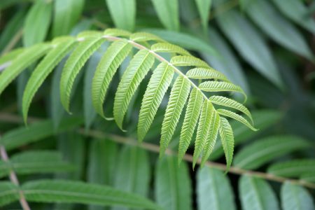 Green Plant Leaves Free Stock Photo