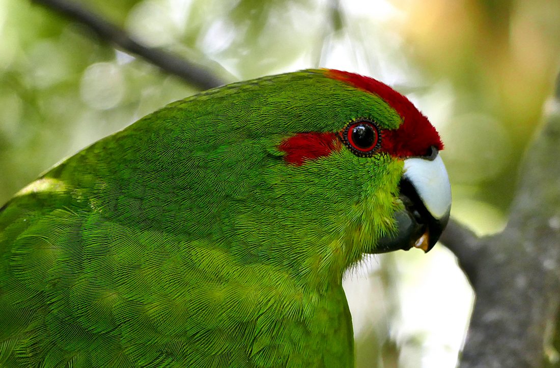 Free photo of Green Parrot